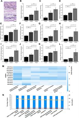 An integrative analysis of the lncRNA-miRNA-mRNA competitive endogenous RNA network reveals potential mechanisms in the murine hair follicle cycle